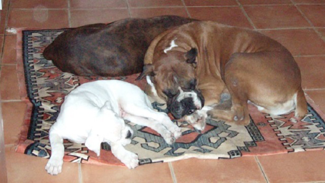 Brando, Bruja y Lolo de Miguel Prieto