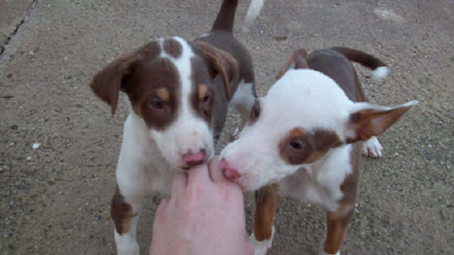 cachorretes de jose noguera